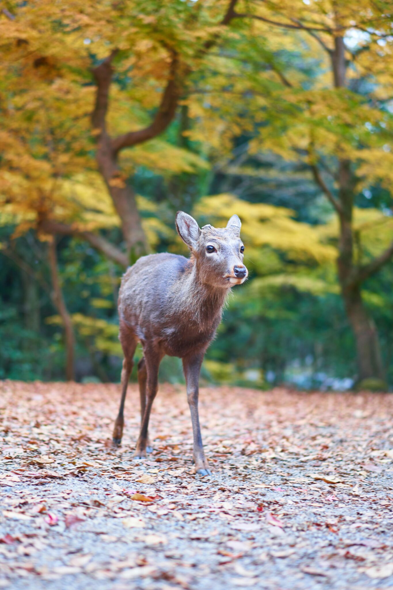 Cervo nel Parco di Nara