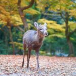 Cervo nel Parco di Nara