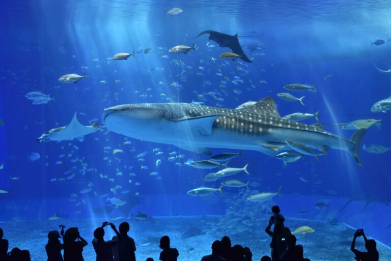 Acquario Churaumi