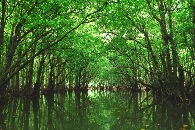 Foresta di Mangrovie