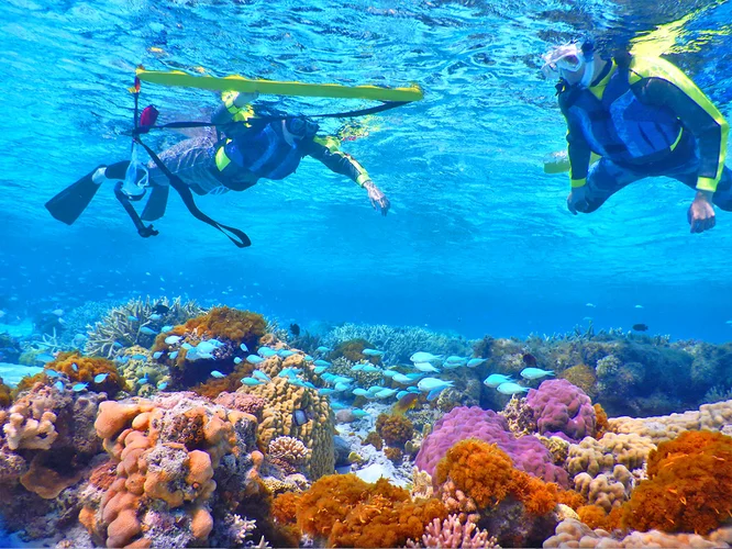 Barriera corallina